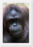 Orangutan_K (3) * Sie war Minyak's erstes Gspusi - aus der Liaison ging Berani hervor. * 333 x 500 * (128KB)